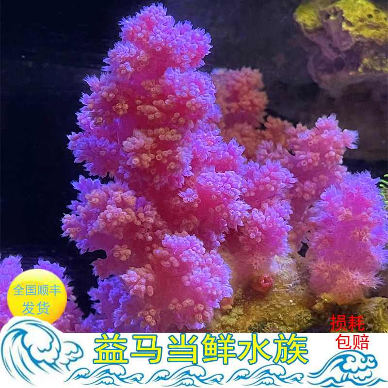 粉色水桃花软体珊瑚 红水珊瑚 海鸡冠花 lps 活体珊瑚缸海洋生物