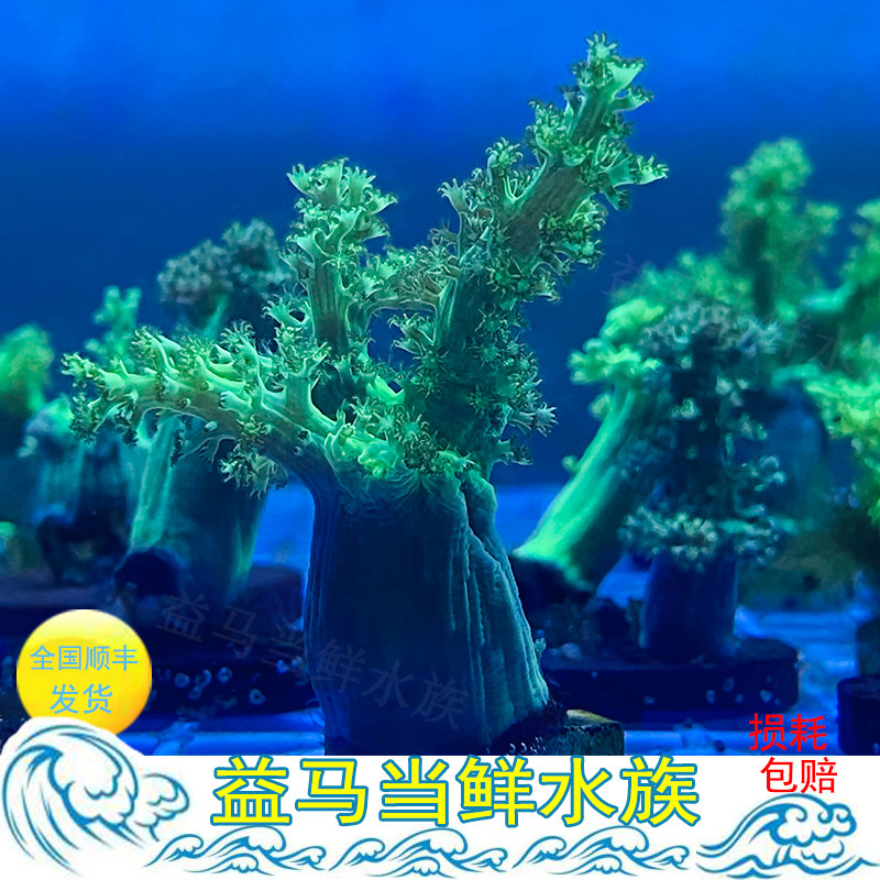 人工日本麦穗圣诞树珊瑚 荧光绿麦穗 ips活体皮革珊瑚海水鱼缸