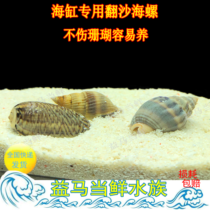 翻沙生物活体海星除藻