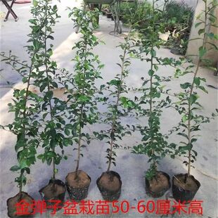 精品金弹子苗老公母熟桩挂盆栽中国红树苗嫁接枝条四川小叶可附石