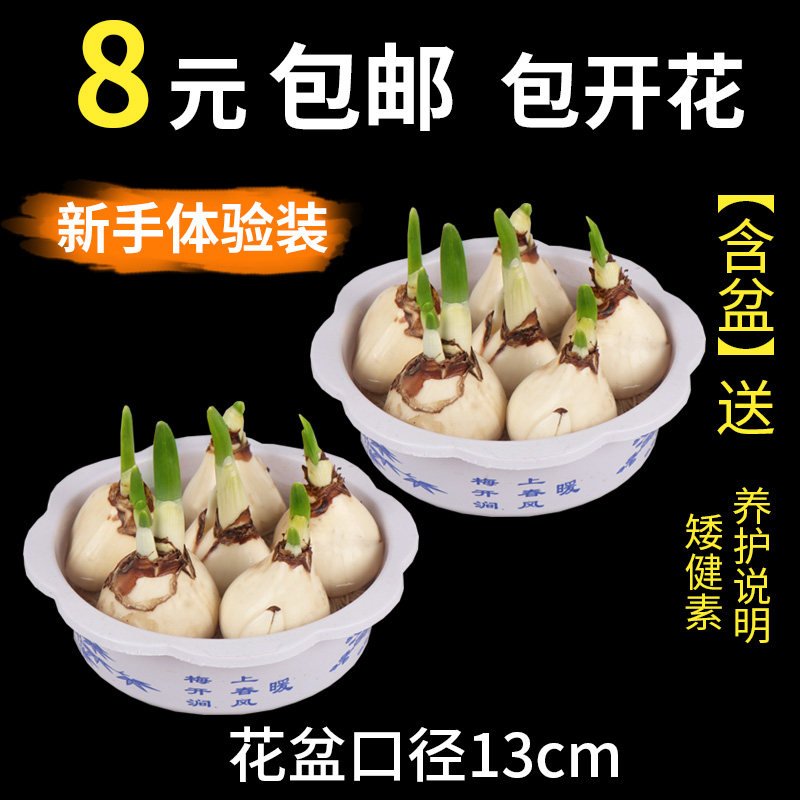 正宗漳州水仙花种球水培花卉水养大盆栽植物冬季花卉种子朱顶红|msdalam kategori penghantaran bunga/bunga simulasi/tumbuhan berkebun, bunga/Buah-buahan dan sayur-sayuran/benih rumput (baru), mentol - dari Buy2taobao.com untuk memberikan perkhidmatan ejen Taobao profesional membeli