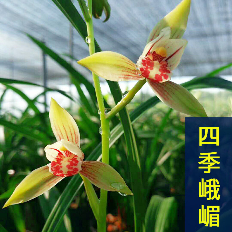 兰花 【四季峨嵋】建兰 兰花苗 办公室内阳台卧室绿植盆栽好养