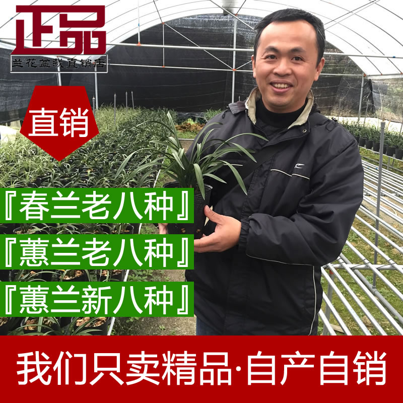 兰花苗兰花盆栽 春兰蕙兰老八种兰花苗 室内花卉包邮 宋梅程梅在类目 鲜花速递/花卉仿真/绿植园艺, 花卉/绿植盆栽（新）, 花卉中 - 来自Buy2taobao.com提供专业的淘宝代购服务