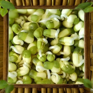 精选绿豆可食用水培芽苗菜种孓无土栽培发豆芽生苗专用新鲜蔬菜籽
