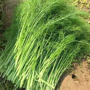 茴香种子按斤卖春季秋季可以做香料小茴香种子四季易种蔬菜种子