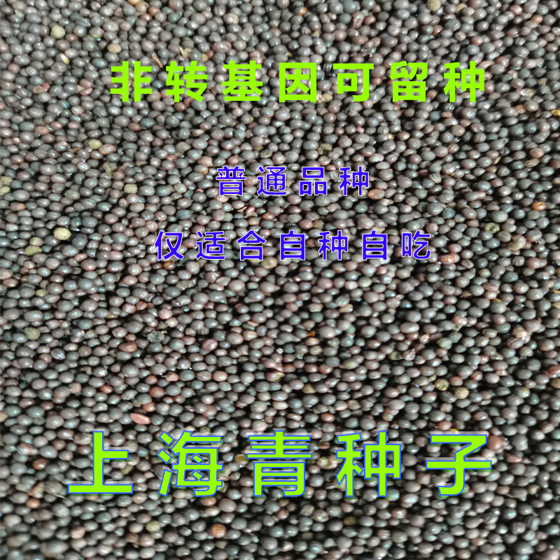 上海青菜种籽苏州青种子农田菜园阳台可盆栽青菜菜籽四季蔬菜种子