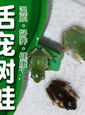 姥爷树蛙两栖活体爬宠