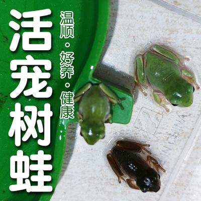 姥爷树蛙两栖活体爬宠