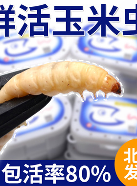 葡萄蜜玉米虫活体蜜虫葡萄密虫大蜡螟幼体钓饵鱼饵鸟虫活虫活鱼食