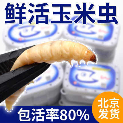葡萄蜜玉米虫活体蜜虫葡萄密虫大蜡螟幼体钓饵鱼饵鸟虫活虫活鱼食
