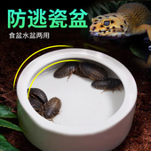 爬虫防逃食盆面包虫大麦虫杜比亚防逃逸陶瓷喂食器爬宠陶瓷食水盆