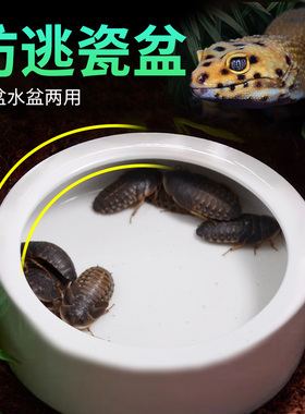爬虫防逃食盆面包虫大麦虫杜比亚防逃逸陶瓷喂食器爬宠陶瓷食水盆