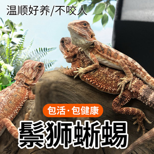 鬃狮蜥蜴幼体活体宠物入门级爬宠苗子柑橘红系包活温顺新手安全