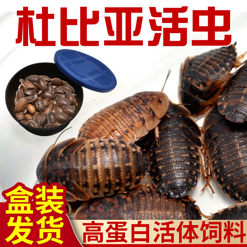 杜比亚蟑螂活体饲料盒装发货