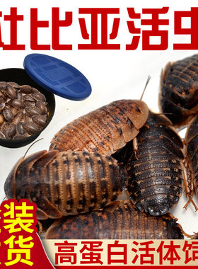 杜比亚蟑螂活体饲料盒装发货