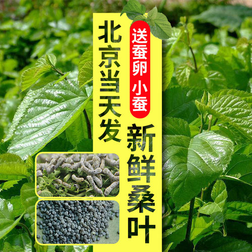 养蚕科普套装蚕宝宝活体金丝蚕春蚕卵籽七彩蚕幼虫新鲜嫩桑叶