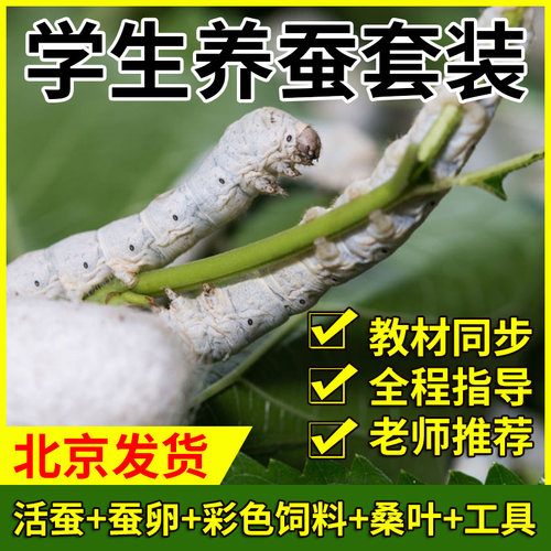 蚕宝宝学生养蚕北京发货包邮包活