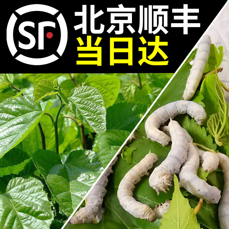 新鲜桑叶蚕宝宝饲料小蚕鲜嫩现摘桑树叶蚕叶养蚕专用北京顺丰同城