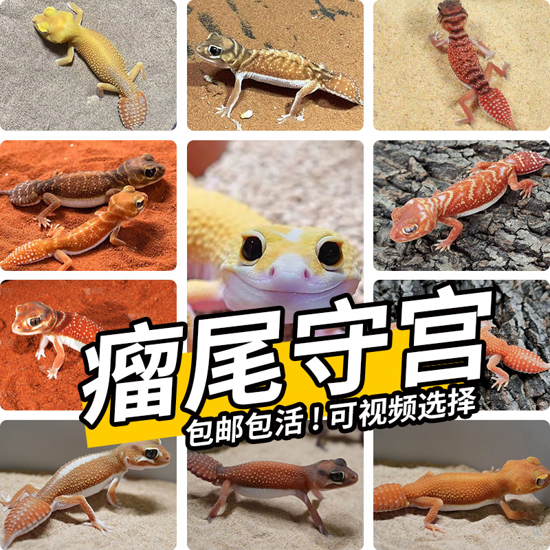 瘤尾守宫活物无毒可爱易养异宠小型温顺守宫幼体