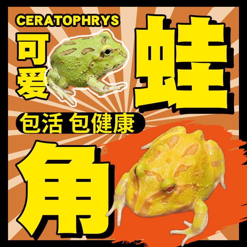 角蛙活体宠物角蛙活体包活