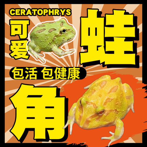 角蛙活体宠物角蛙活体包活