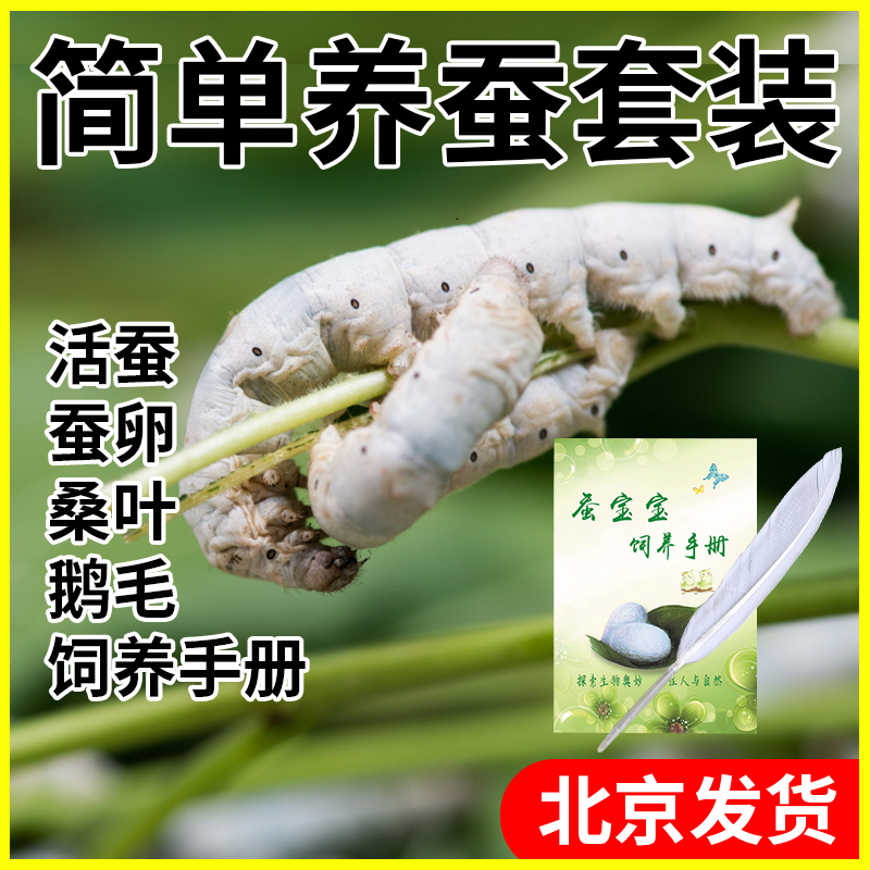 蚕宝宝简单套装送学生养蚕日记小蚕饲料新鲜嫩桑叶蚕卵蚕籽送工具