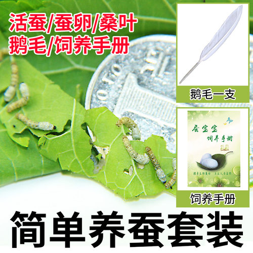 科普套装学生养蚕蚕宝宝活体金丝蚕春蚕卵籽七彩蚕幼虫新鲜嫩桑叶