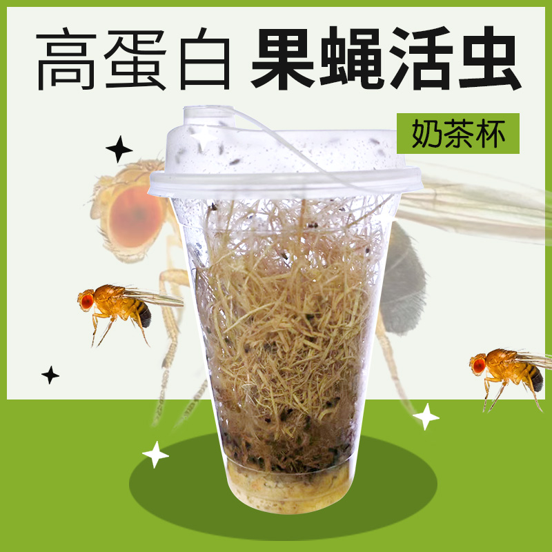 果蝇活虫高蛋白活物螳螂食物树蛙活体饲料跳蛛蚂蚁饲料幼体食物