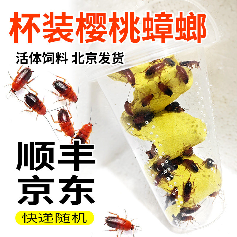 顺丰京东杯装樱桃蟑螂活虫饲料幼体蜥蜴角蛙守宫乌龟龙鱼活体饵料