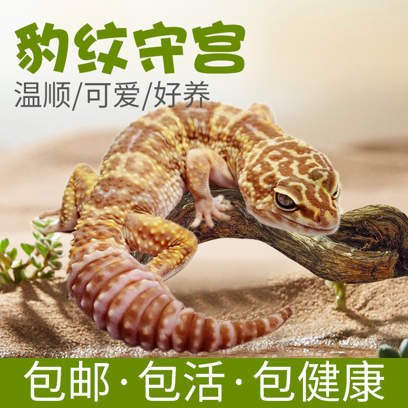 豹纹守宫异宠小型温顺幼体