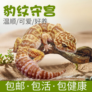 豹纹守宫蜥蜴活物新手入门懒人宠物可爱易养异宠小型温顺幼体