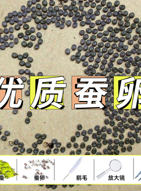 新鲜桑叶蚕宝宝卵包邮蚕宝宝活体蚕种春蚕卵蚕蚕籽送孵化盒送鹅毛