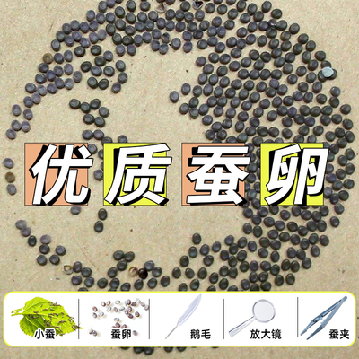 蚕卵蚕种养蚕北京发货包邮包活