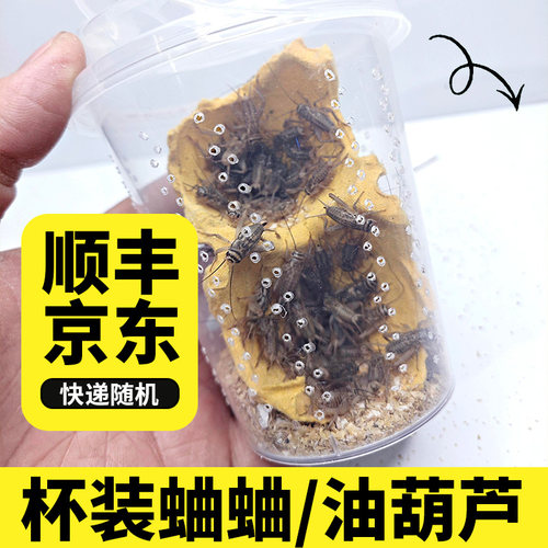 顺丰京东杯装白蟋蟀黑蟋蟀针头活体蛐蛐油葫芦龙鱼角蛙守宫鸟食