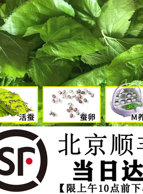 北京顺丰新鲜嫩桑叶蚕宝宝饲料小蚕现摘桑叶蚕叶学生养蚕套装蚕卵