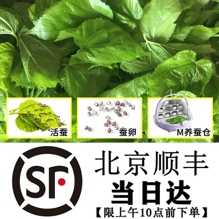 北京顺丰新鲜嫩桑叶蚕宝宝饲料小蚕现摘桑叶蚕叶学生养蚕套装蚕卵