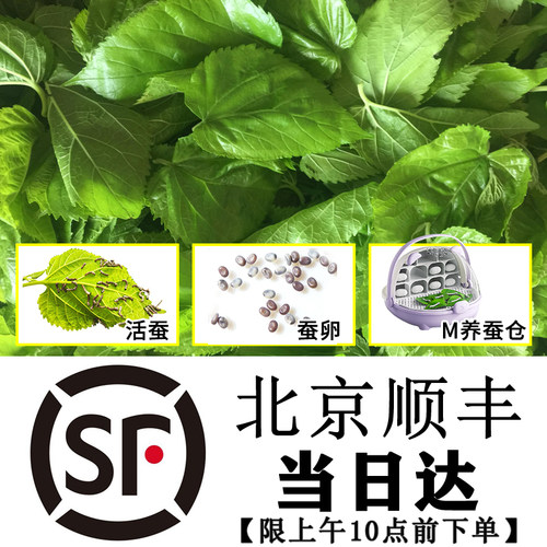 新鲜桑叶蚕宝宝饲料现摘太空舱