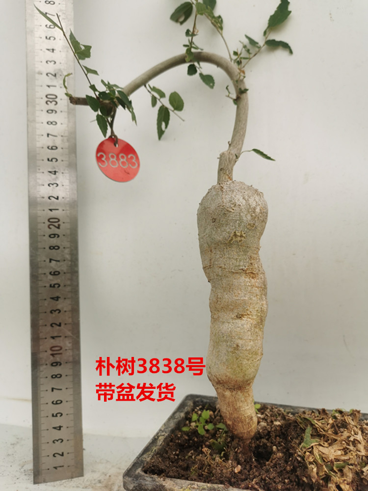 精品朴树盆景吉祥古桩绿植