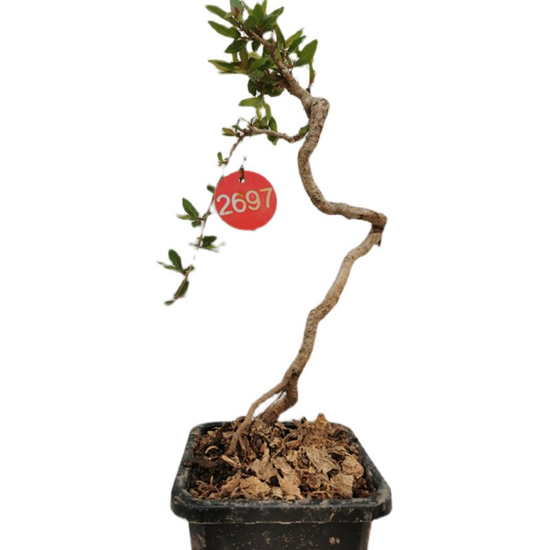 水杨梅盆景水石榴文人型悬崖式临水带盆栽好实物发货