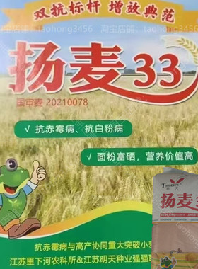 国审小麦种子扬麦33优质高产浙江苏上海湖北河南信阳南方红麦品种