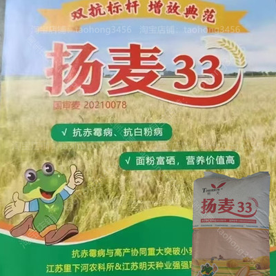 国审小麦种子扬麦33优质高产红麦