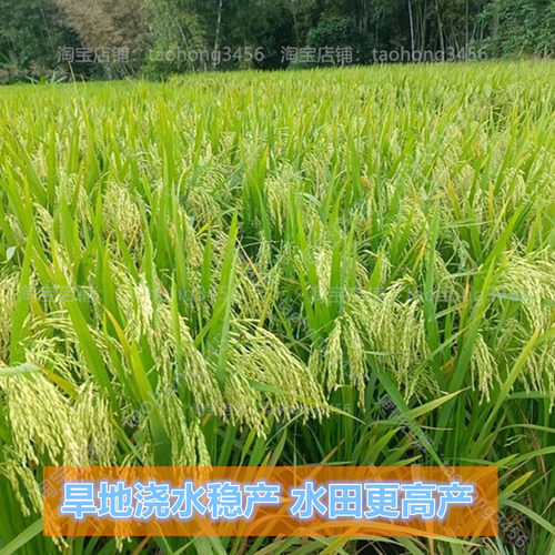 杂交旱稻种子长粒香水稻谷种子