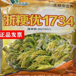国审优质高产杂交水稻种子浙粳优1734圆粒抗倒抗病耐高温原装正品