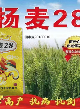 国审小麦种子扬麦28优质高产浙江苏上海安徽信阳湖北中南部抗寒旱