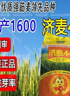 优质高产强筋冬小麦种子济麦44山东江苏河北南山陕西耐旱耐寒种子