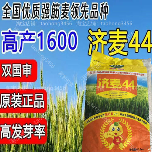 优质高产强筋冬小麦种子济麦44