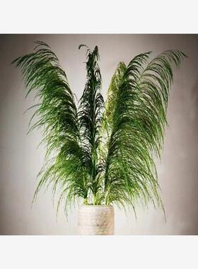 长枝永生花婚庆引路花艺软装居家装饰大堂用花插花拍摄自然大芦苇