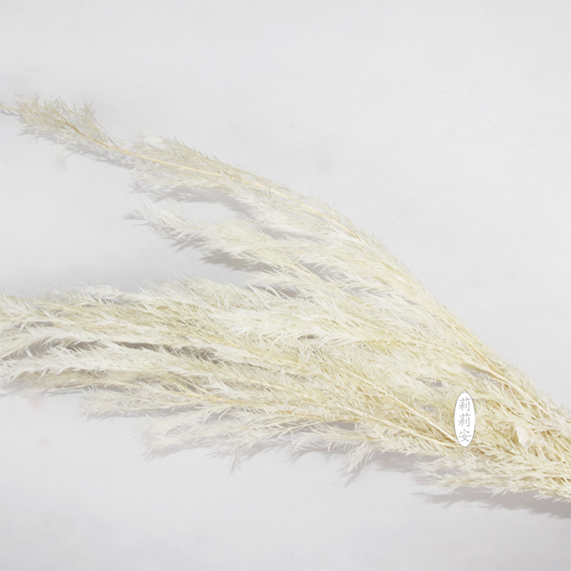 永生千层金漂色白色红色多彩云南厂家花束用品永生干花千层金