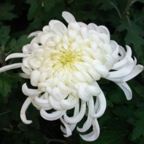 【带花苞】白绣球盆栽菊花苗大花型菊花盆栽基地直销包对版阳台庭图片