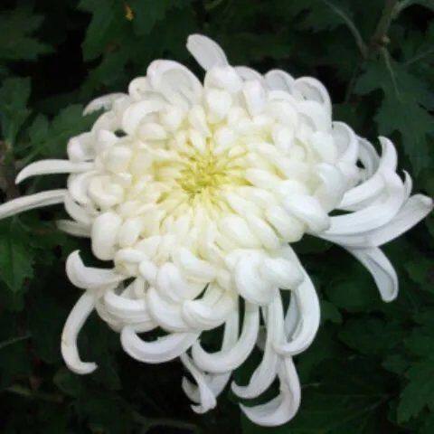 【带花苞】白绣球盆栽菊花苗大花型菊花盆栽基地直销包对版阳台庭